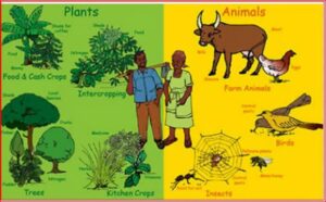 MP BIO DIVERSITY